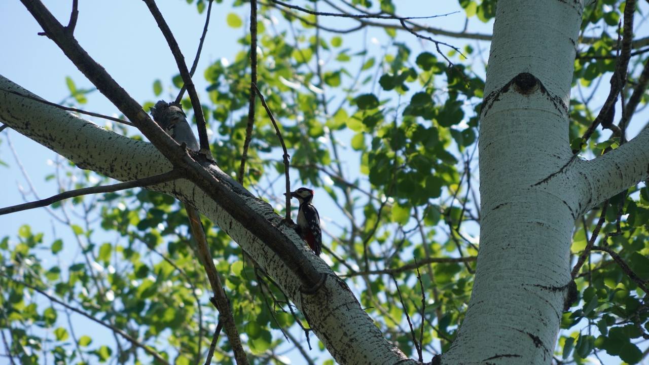 Большой пёстрый дятел (Dendrocopos major).