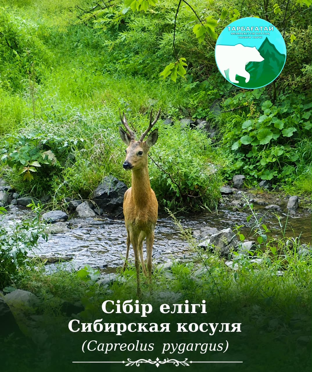 ЖИЗНЬ В ГАРМОНИИ С ПРИРОДОЙ: СИБИРСКАЯ КОСУЛЯ 