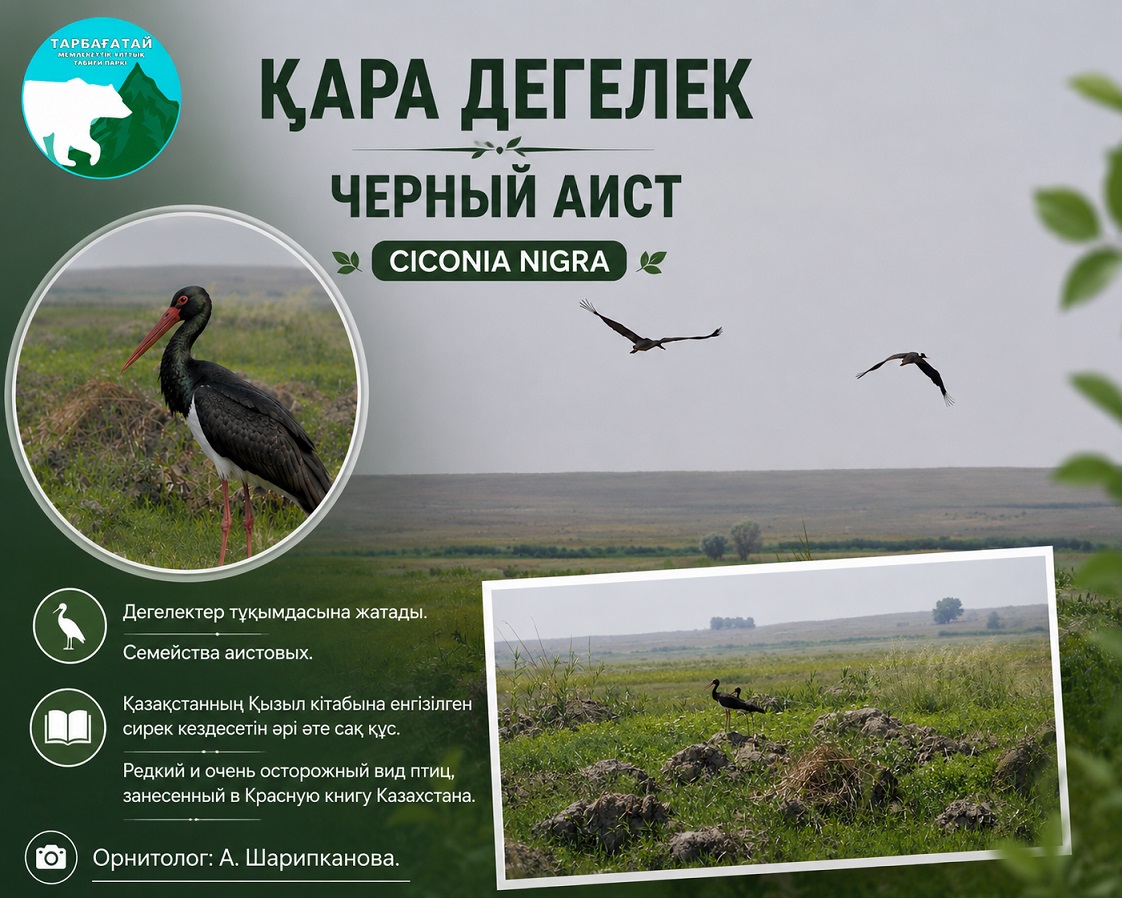 Черный аист